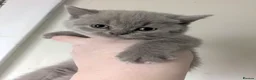 British Shorthair cats for sale: Chunky British shorthaired kittens - Advert 8