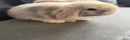 Mini Lop rabbits for sale: gorgeous babies   💙🐰 - Advert 7