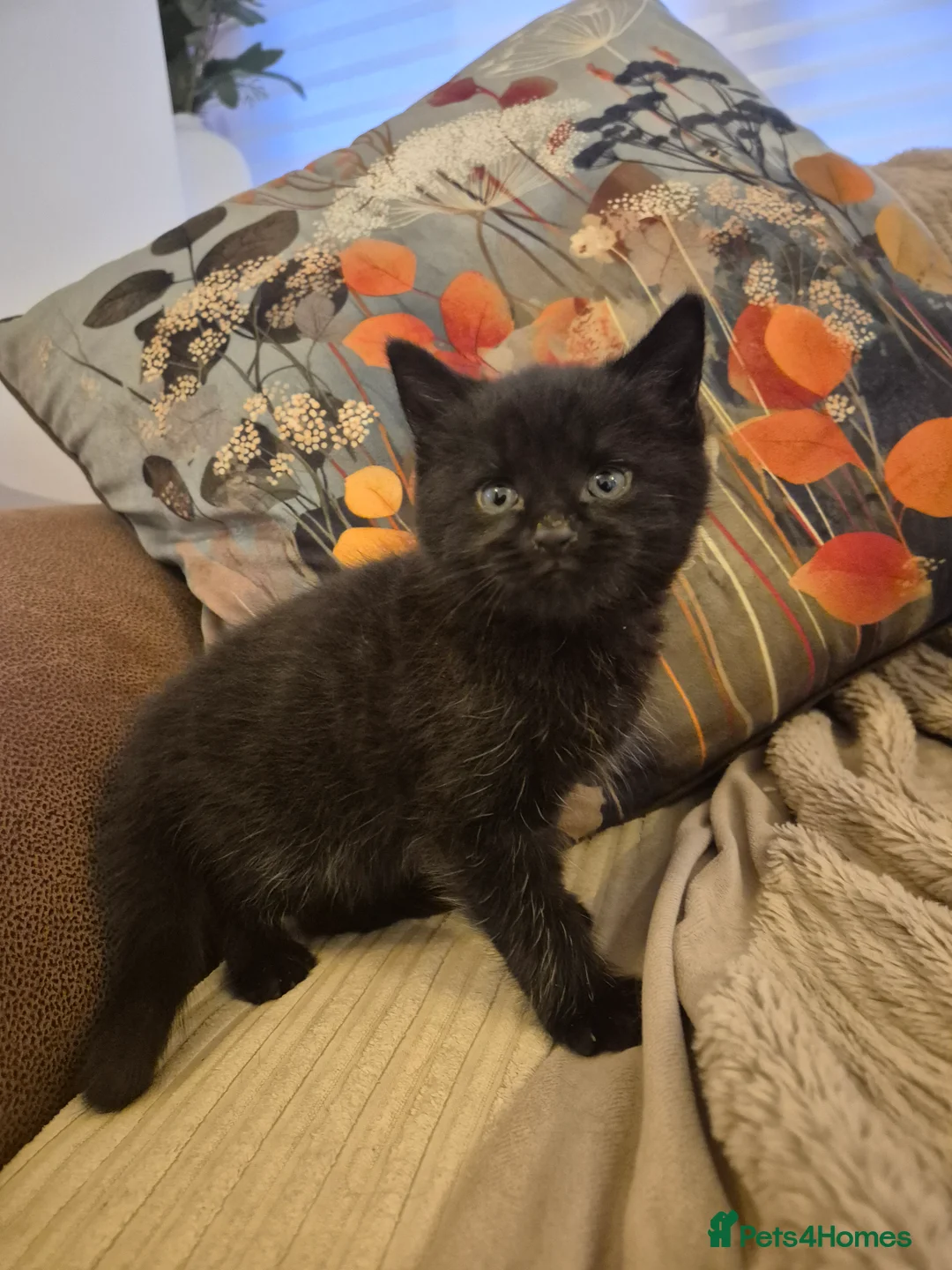 Mixed Breed cats for sale: Beautiful male and female kittens in Stourport-on-Severn - Advert 2