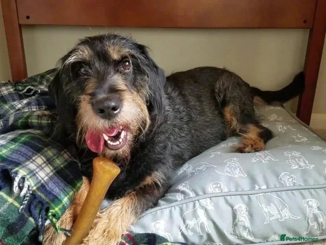Dachshund dogs KC STANDARD WIREHAIRED - Advert 4