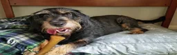 Dachshund dogs for sale: KC STANDARD WIREHAIRED - Advert 1