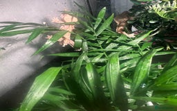 Gecko reptiles for sale: 2 baby crested geckos in Dunmow - Image 9