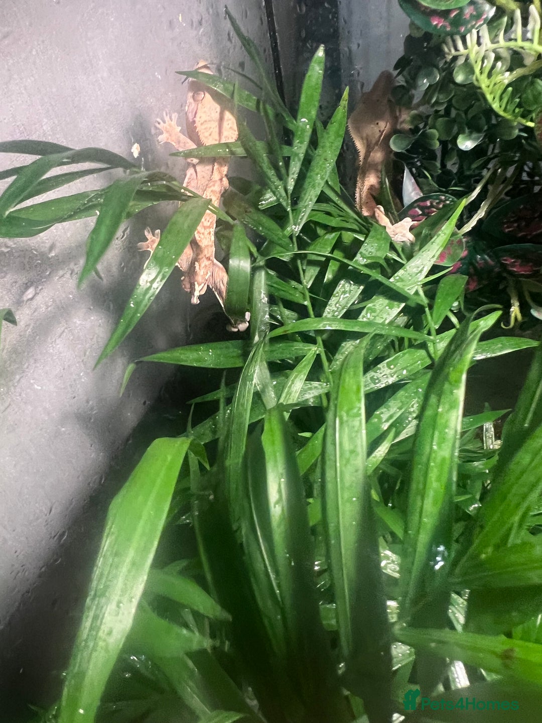 Gecko reptiles for sale: 2 baby crested geckos in Dunmow - Image 9