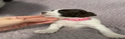 English Springer Spaniel dogs for sale: 4 weeks old🐶❤️AdorableSpringerSpanielPuppie 🐶❤️  - Advert 11