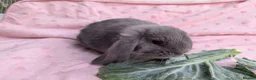 French Lop rabbits for sale: French Lop Rabbits – Ready from 4th September - Advert 15