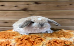 Mini Lop rabbits for sale: Friendly Mini Lops - Advert 2