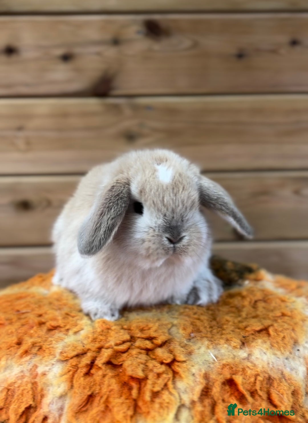 Mini Lop rabbits for sale: Friendly Mini Lops - Advert 2