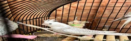Cockatiels birds for sale: Young Cockatiels - Advert 5