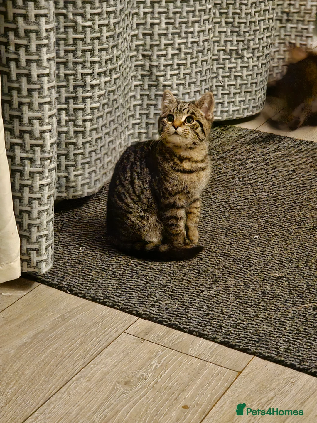 Mixed Breed cats for sale: 2 Female Kittens 4 months old - Advert 2