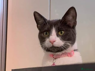 Mixed Breed cats Boo - looking for a new home in a town setting - Advert 11