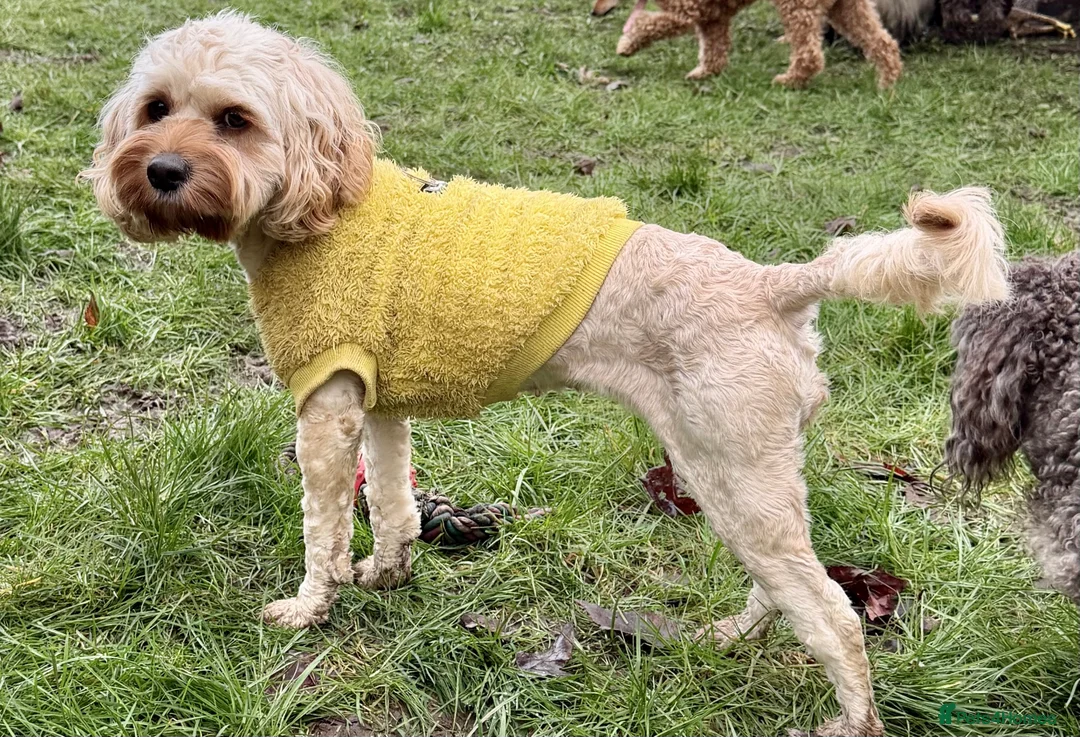 Cavapoo dogs for adoption: 🐾 CARAMEL – Female Cavapoo Neutered - Advert 3