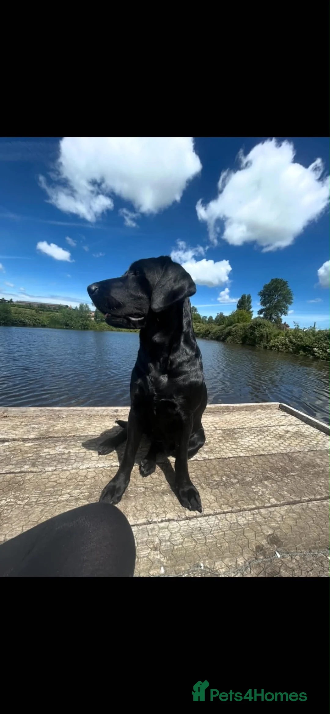 Labrador Retriever dogs for sale: Stunning Labrador puppies for sale - Advert 1