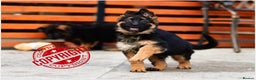 German Shepherd dogs for sale: KC LONGHAIRED SHOW LINES GERMAN SHEPHERD FEMALE - Advert 2