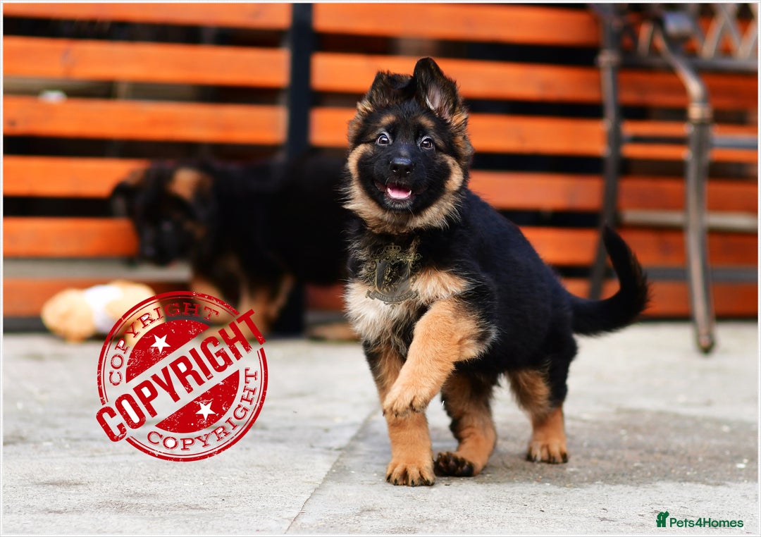 German Shepherd dogs for sale: KC LONGHAIRED SHOW LINES GERMAN SHEPHERD FEMALE - Advert 2