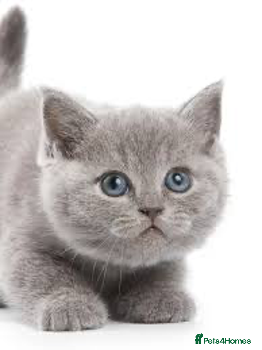 British Shorthair cats for sale: Beautiful British Blues longhair kittens 🩷💙 - Image 28