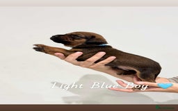 Mixed Breed dogs for sale: Doberman X XL Bully  - Image 30