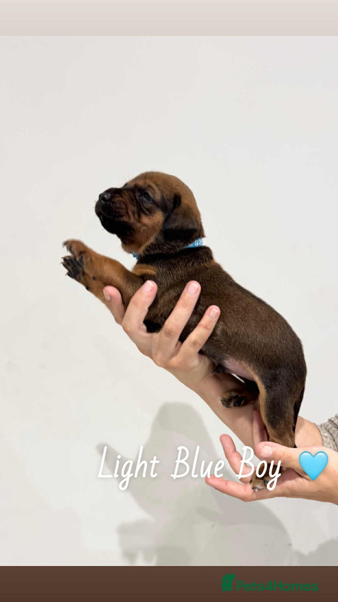 Mixed Breed dogs for sale: Doberman X XL Bully  - Image 30