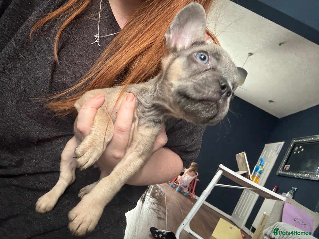 French Bulldog dogs for sale: French bulldog girl. Beautiful, 9 weeks old - Image 3