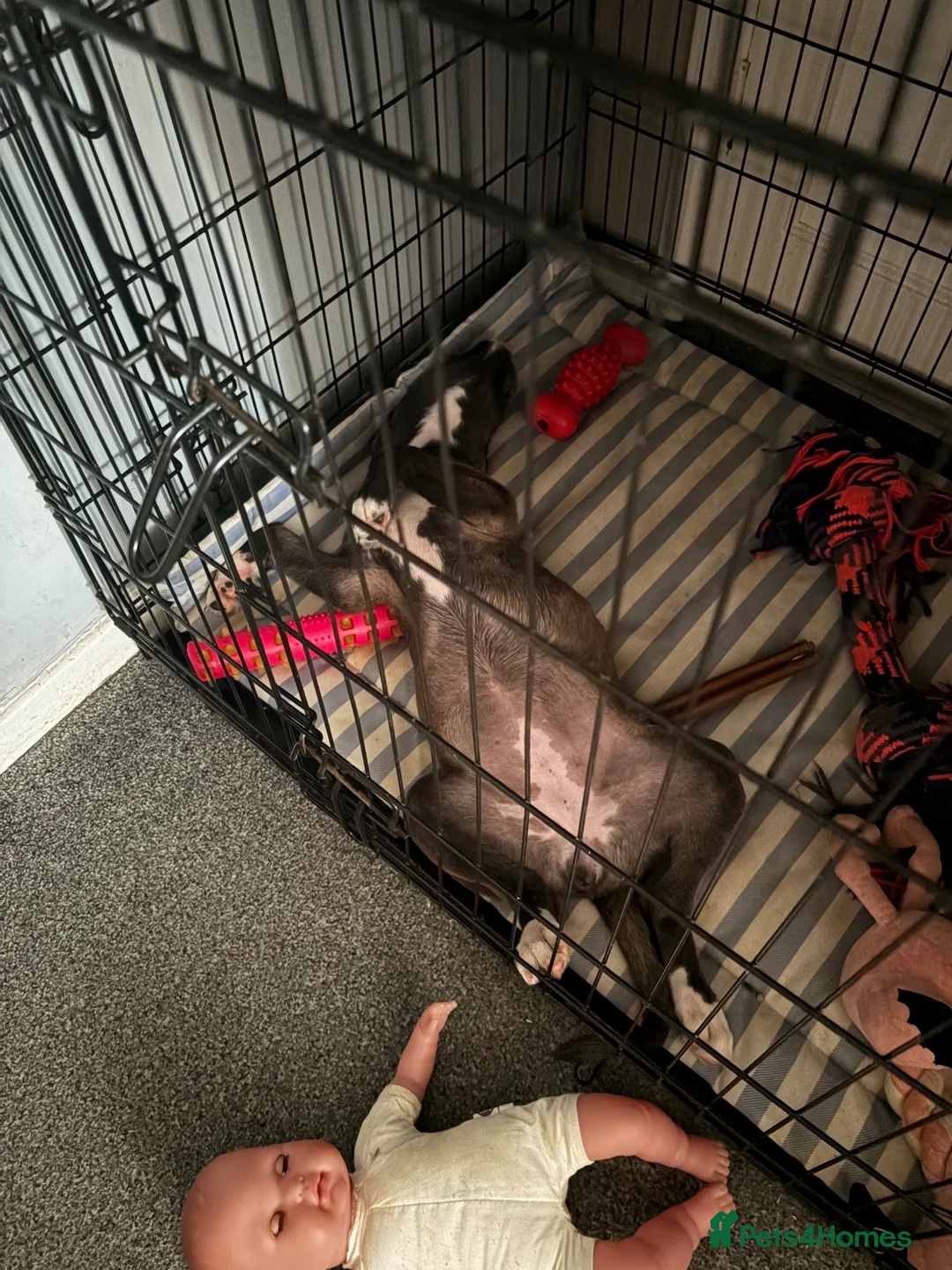 Mixed Breed dogs for sale: winnie - Advert 3