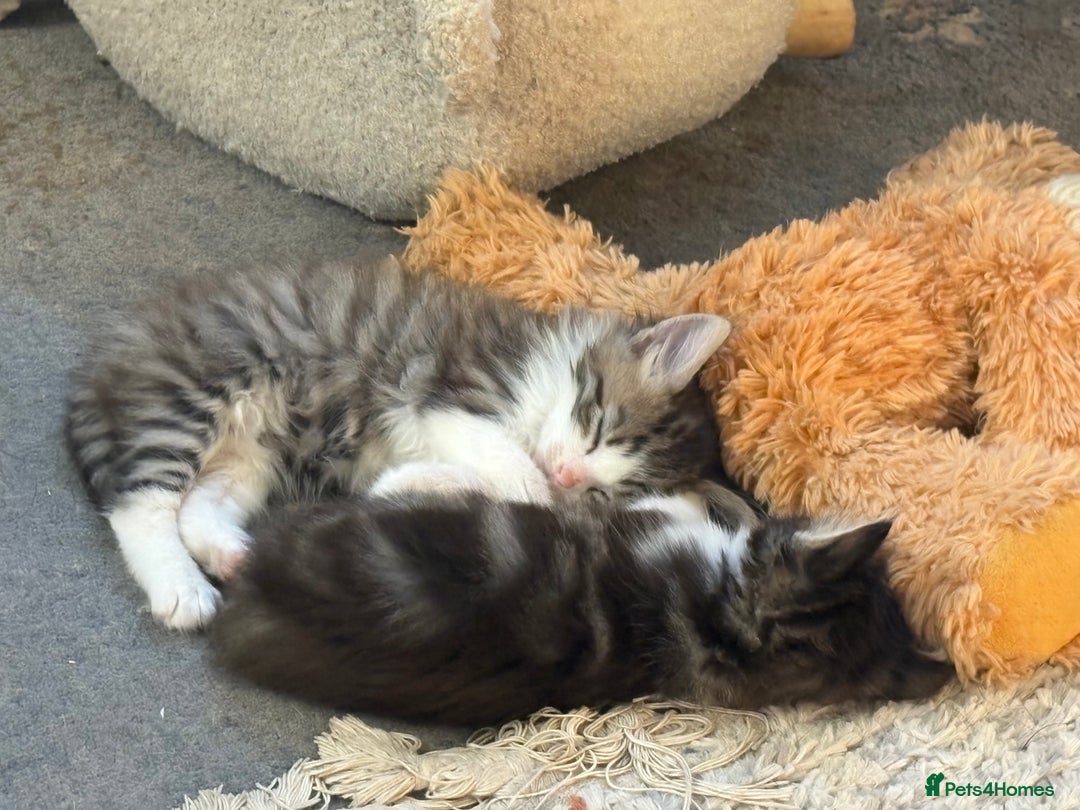 Mixed Breed cats for sale: Beautiful long and short haired kittens  - Advert 10