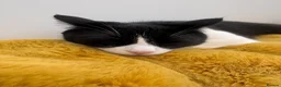 Mixed Breed cats for sale: Cherry and  **   in Staines - Advert 7