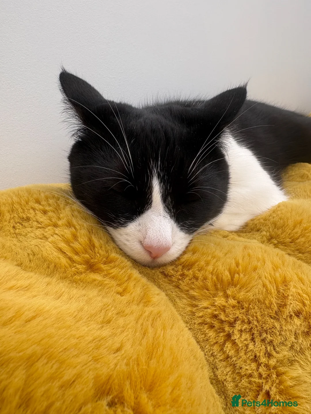 Mixed Breed cats for sale: Cherry and  **   in Staines - Advert 7