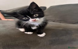 Domestic Shorthair cats for sale: ✨4 Loving Kittens Ready Now ✨ - Advert 8