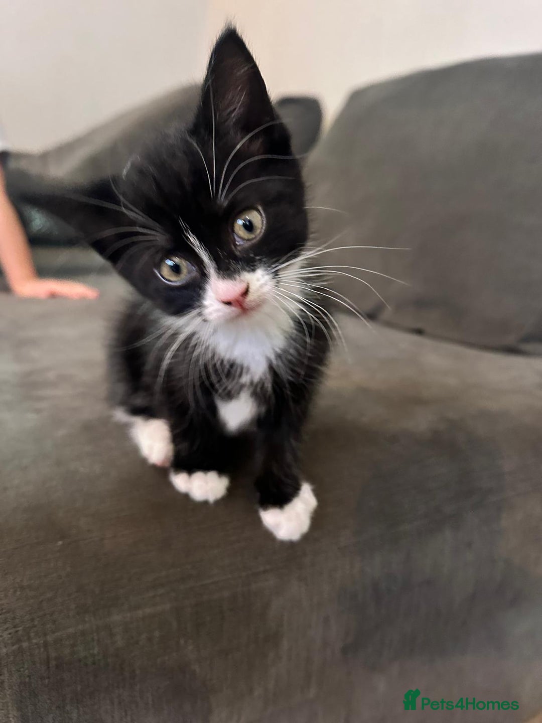 Domestic Shorthair cats for sale: ✨4 Loving Kittens Ready Now ✨ - Advert 8