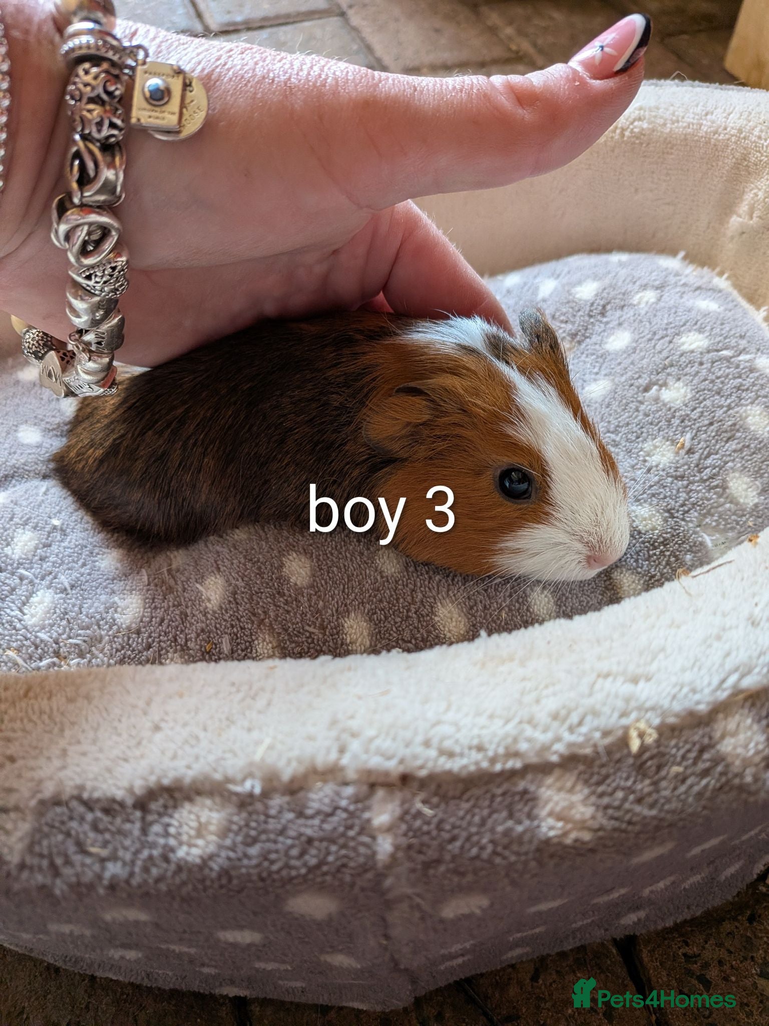 Guinea Pig rodents Baby girl guinea pigs ready now - Advert 12