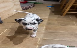 Dalmatian dogs for sale: 7 Dalmatian puppies available  - Image 8