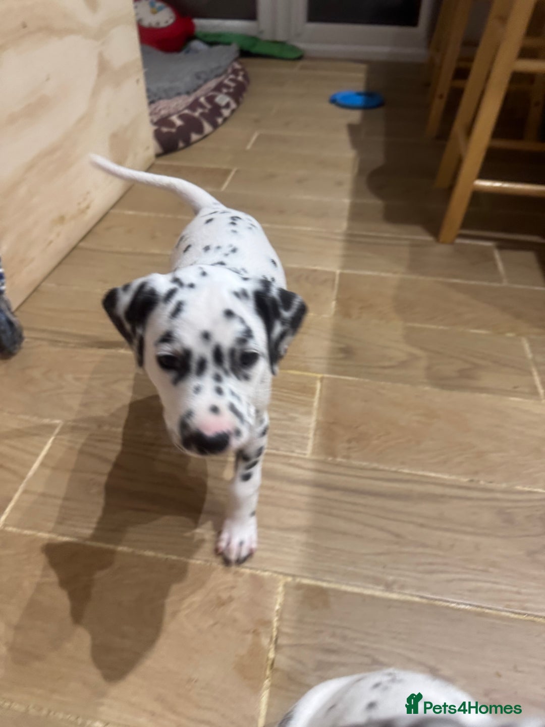 Dalmatian dogs for sale: 7 Dalmatian puppies available  - Image 8