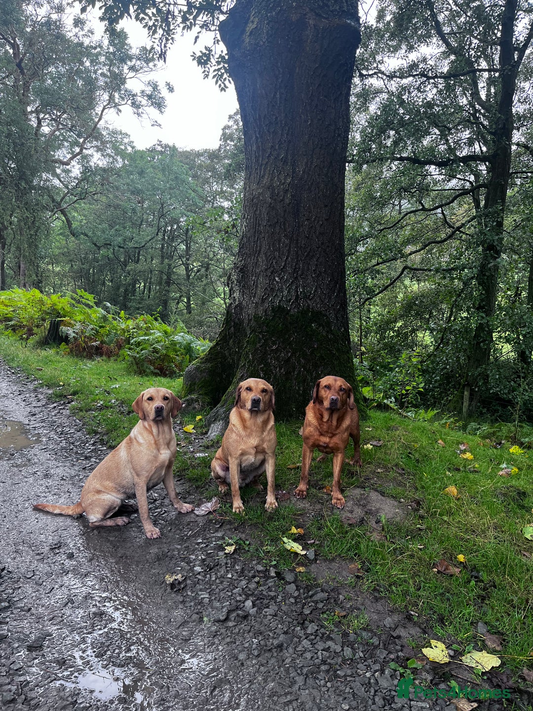 Labrador Retriever dogs for sale: Superb working lab pups parents health tested  - Image 7