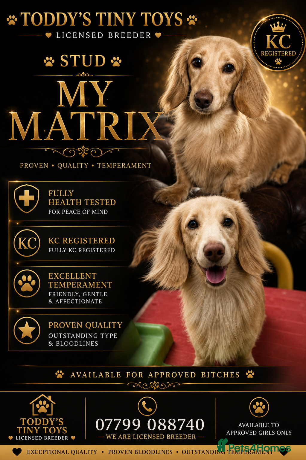 Miniature Dachshund dogs incredible cream stud boy  - Advert 20