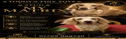 Miniature Dachshund dogs for stud: incredible cream stud boy  - Advert 2