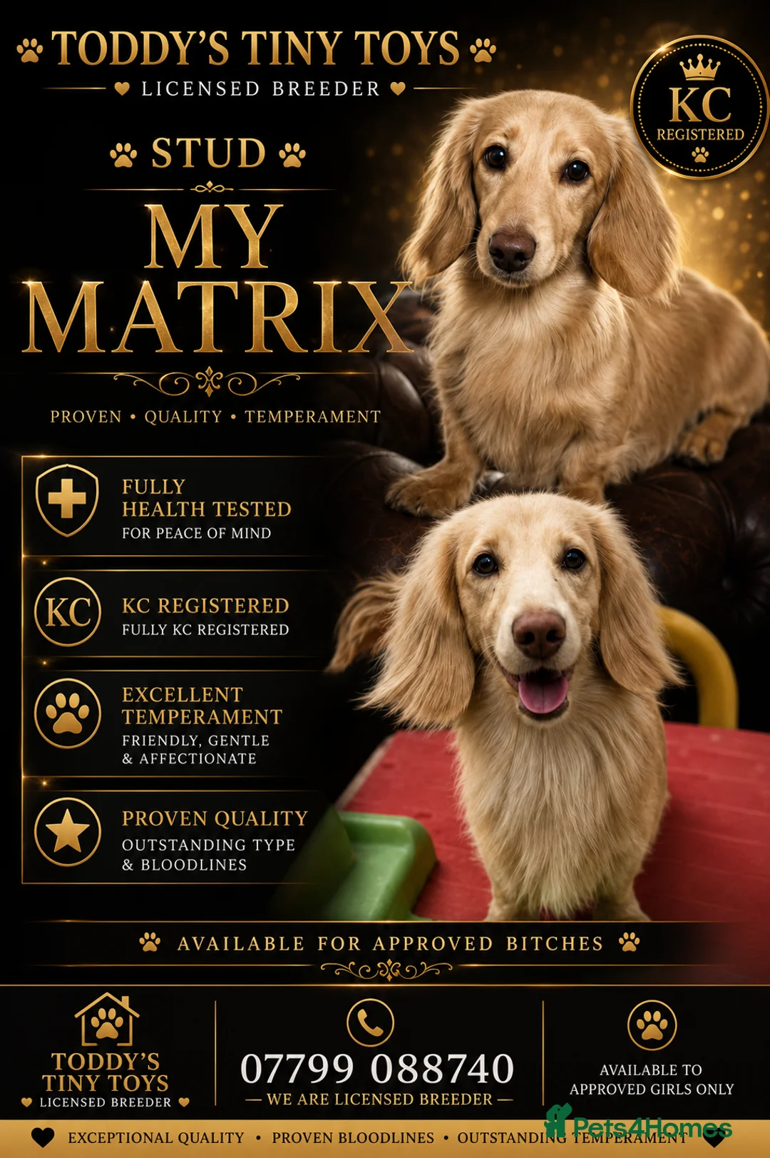 Miniature Dachshund dogs for stud: incredible cream stud boy  - Advert 2
