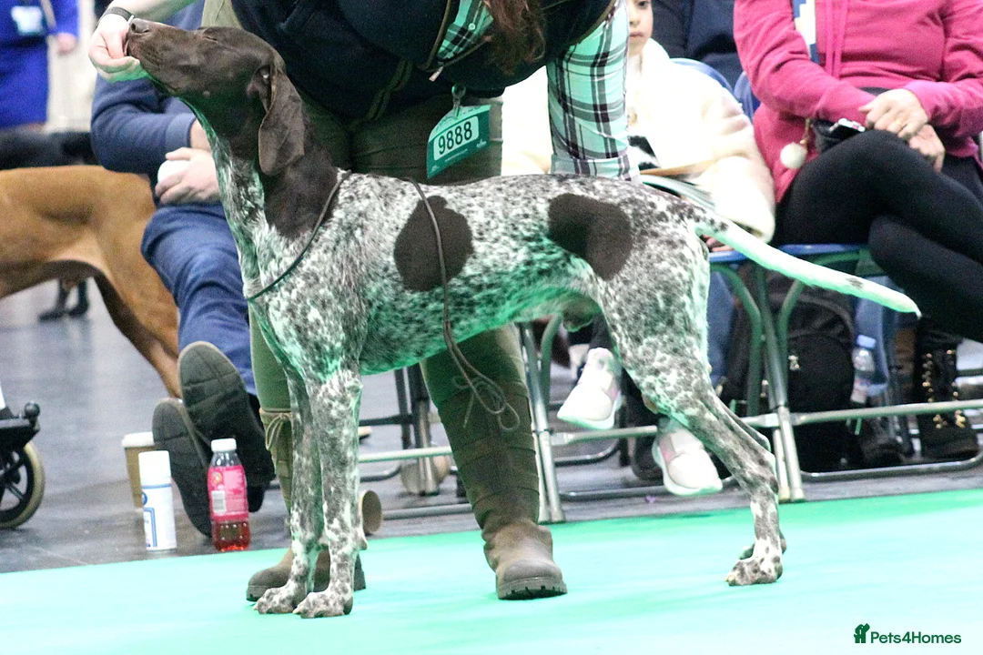 German Shorthaired Pointer dogs for stud: Stunning Proven German shorthaired pointer  in Shrewsbury - Advert 13