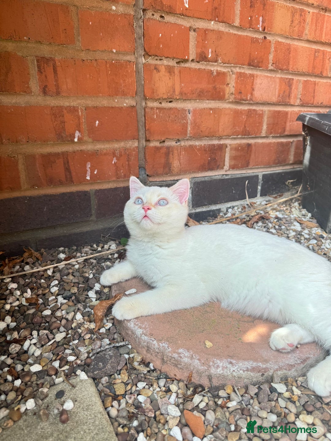 British Shorthair cats for sale: Beautiful white British shorthair kitten (female) - Image 5