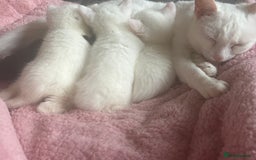 Mixed Breed cats for sale: Sweet kittens need a loving home - Image 8