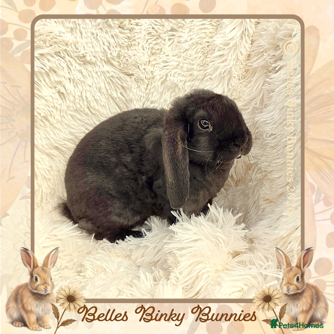 Mini Lop rabbits 🌼 Ready Sunday 🌼Purebred Baby Plush Boy 🌼  - Advert 1