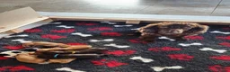 Sprocker dogs for sale: Beautiful Sprocker Spaniel Puppies  - Advert 16