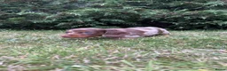 Miniature Dachshund dogs for sale: Short haired dachshunds  - Advert 9