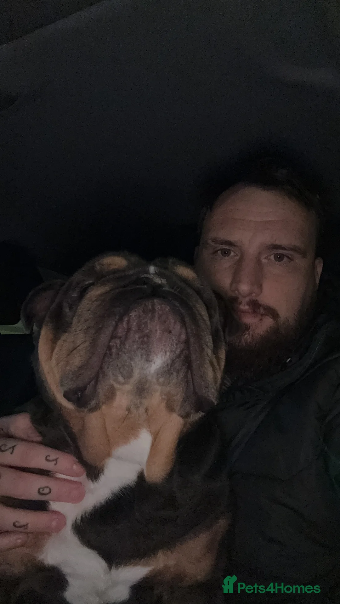 English Bulldog dogs for stud: English bulldog stud - Advert 3