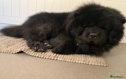 Chow Chow dogs for stud: Chow Chow Studs (Ragsbagsandbear Mating Services) - Advert 9