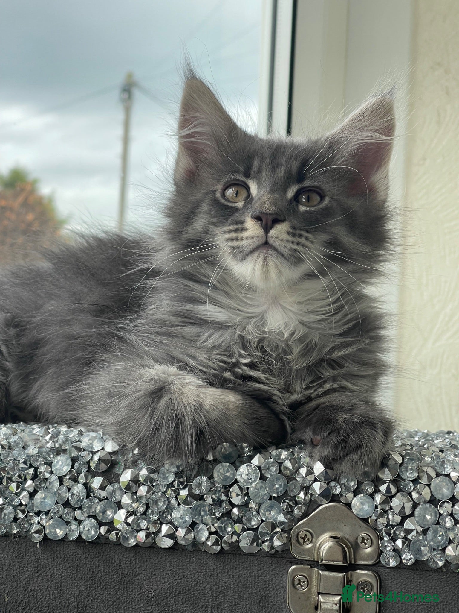 Maine Coon cats Maine Coon boy  - Advert 10