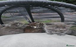Persian cats for sale: Very beatifull perian kittens - Image 10