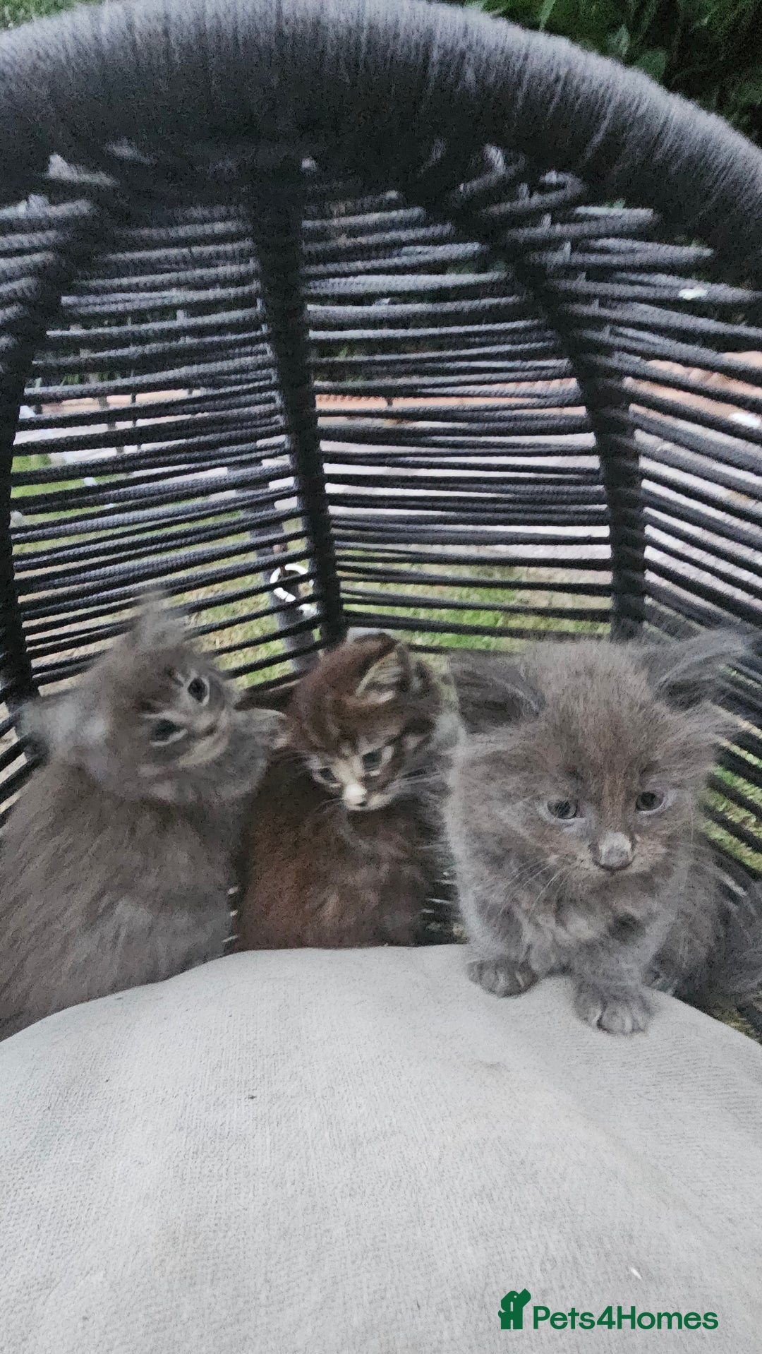 Persian cats for sale: Very beatifull perian kittens - Image 10