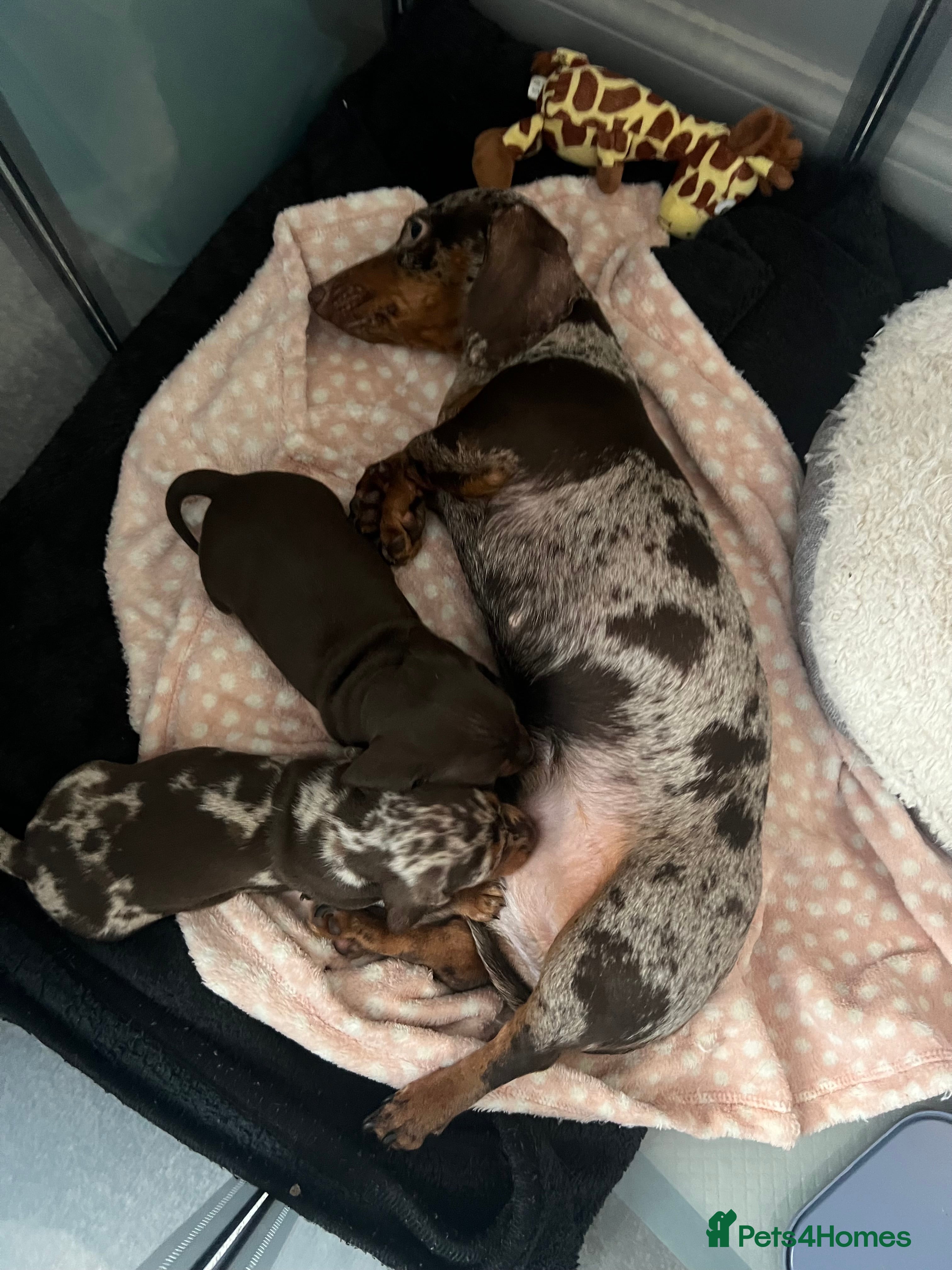 Miniature Dachshund dogs Miniature Dachshund pups - Advert 1