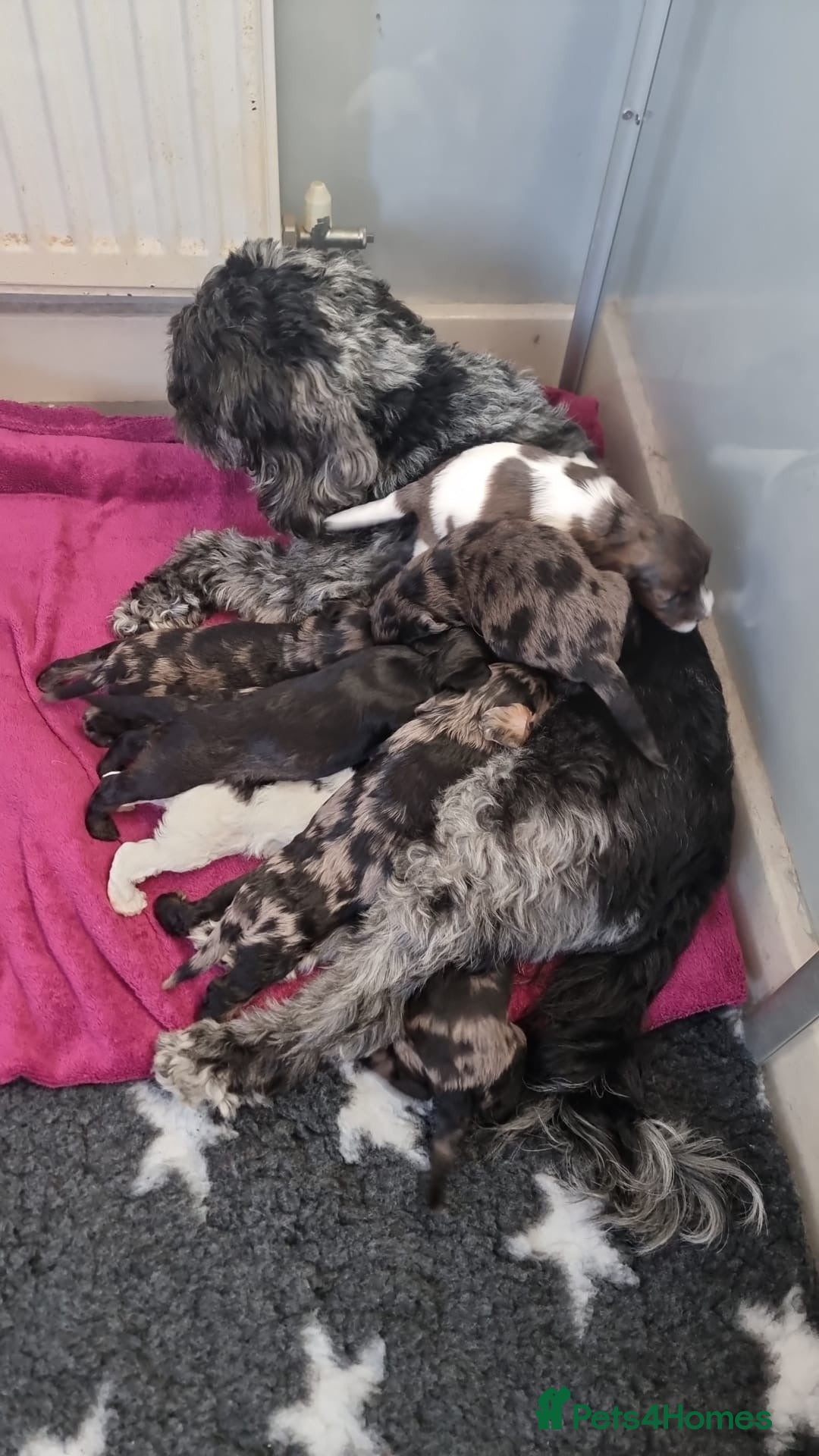 Mixed Breed dogs for sale: 8 UNIQUE Spaniel x Poodle Puppies - Image 16