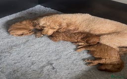 Miniature Poodle dogs for sale: Beautiful red miniature poodle KC Registered  - Image 21