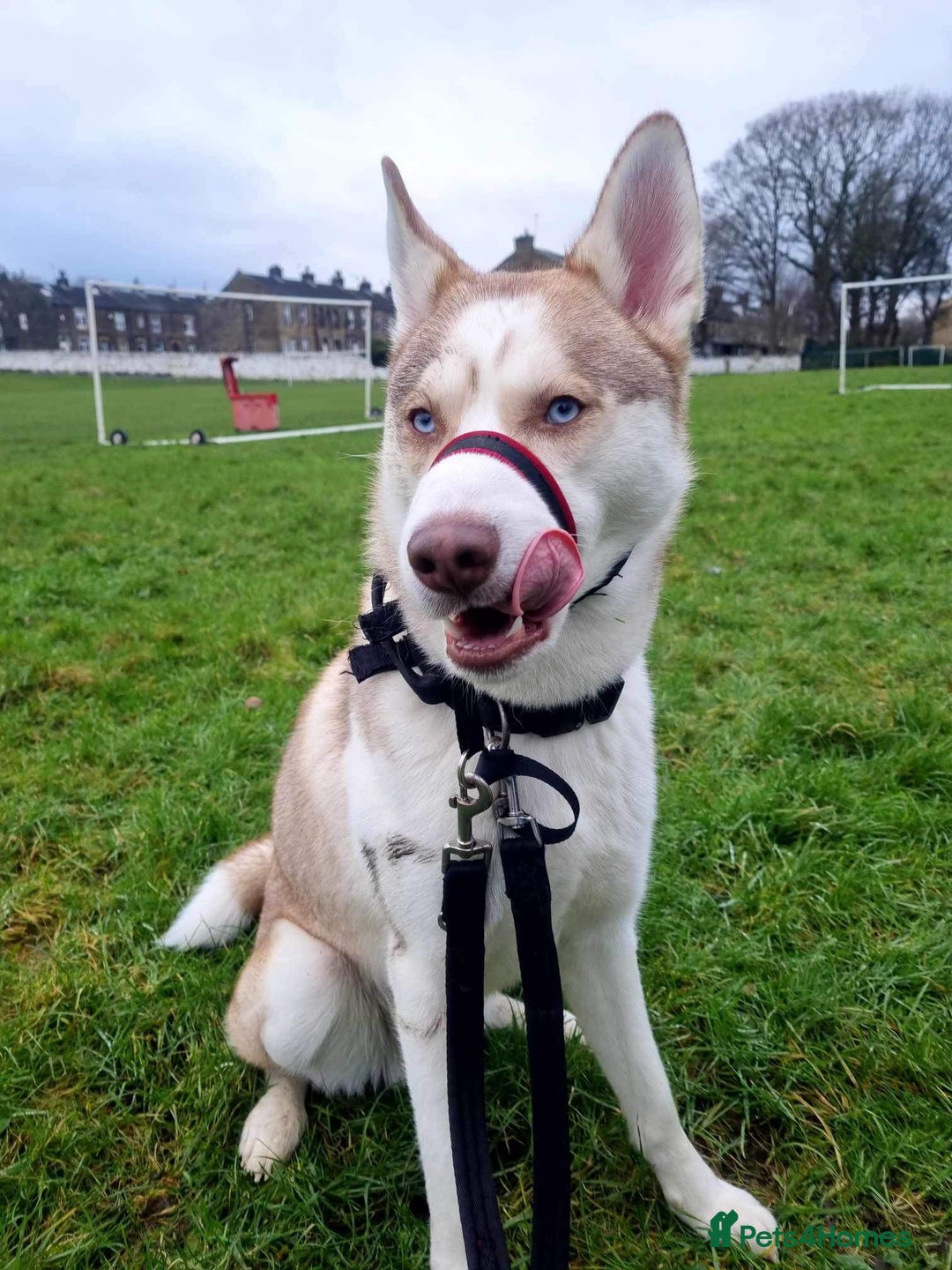 Siberian Husky dogs for stud: Siberian Husky STUD. Proven. - Image 4